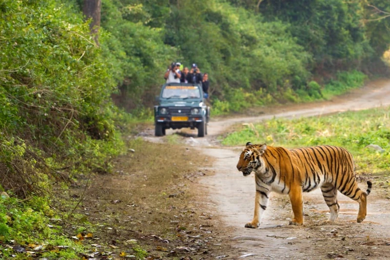 Jim Corbett Safari